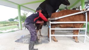 Inovasi Inseminasi Sapi, UHO Bersama Distanak Sultra Evaluasi Semen Beku Sapi Bali Hasil Sexing