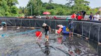 Lagi, Pemda Wakatobi Panen Udang Vaname