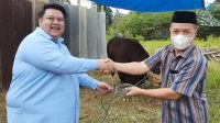 Momentum Idul Adha, Si Gemoy Kurban 13 Ekor Sapi Untuk Masyarakat Kendari