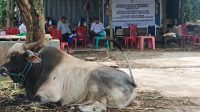 Kadis Pertanian Wakatobi Pastikan Sapi Kurban Presiden Prabowo Sehat