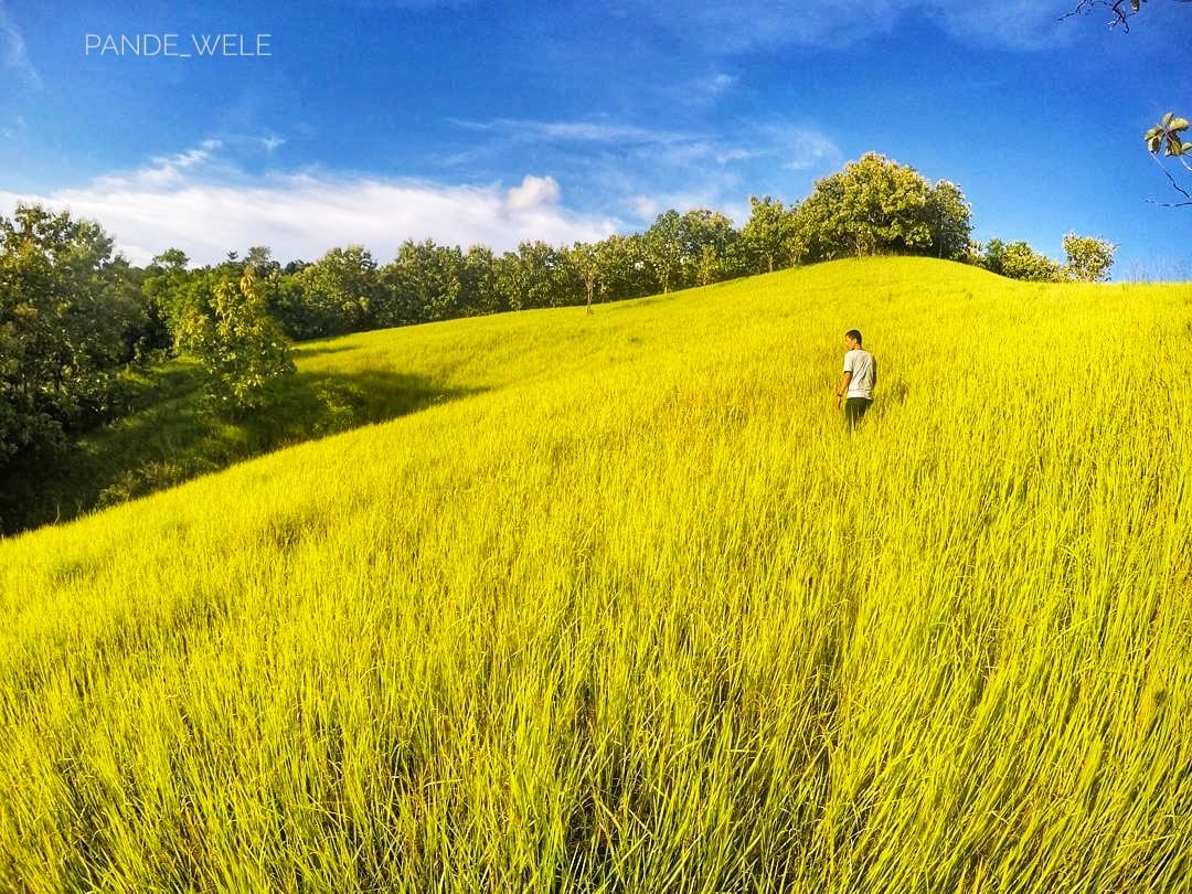 Menembus Langit Savana, di Pulau Buton