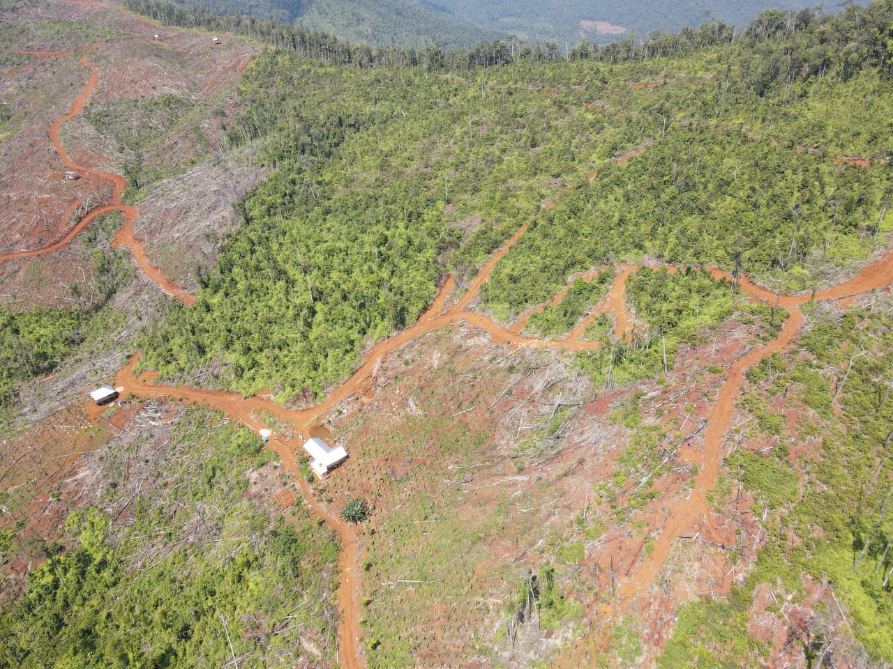 Dugaan Ilegal Logging di Kawasan Hutan Patikala, Kolut Jadi Sorotan