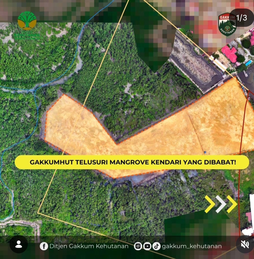 Kementerian Kehutanan Cek Lokasi Pembabatan Mangrove di Kendari, Isunya Bakal Dibangunkan Rumah Gubernur