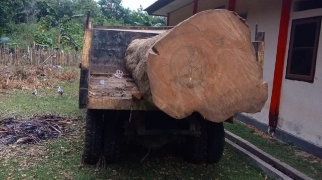 Gakkum Kehutanan Tetapkan Tersangka Illegal Logging di Cagar Alam Napabalano