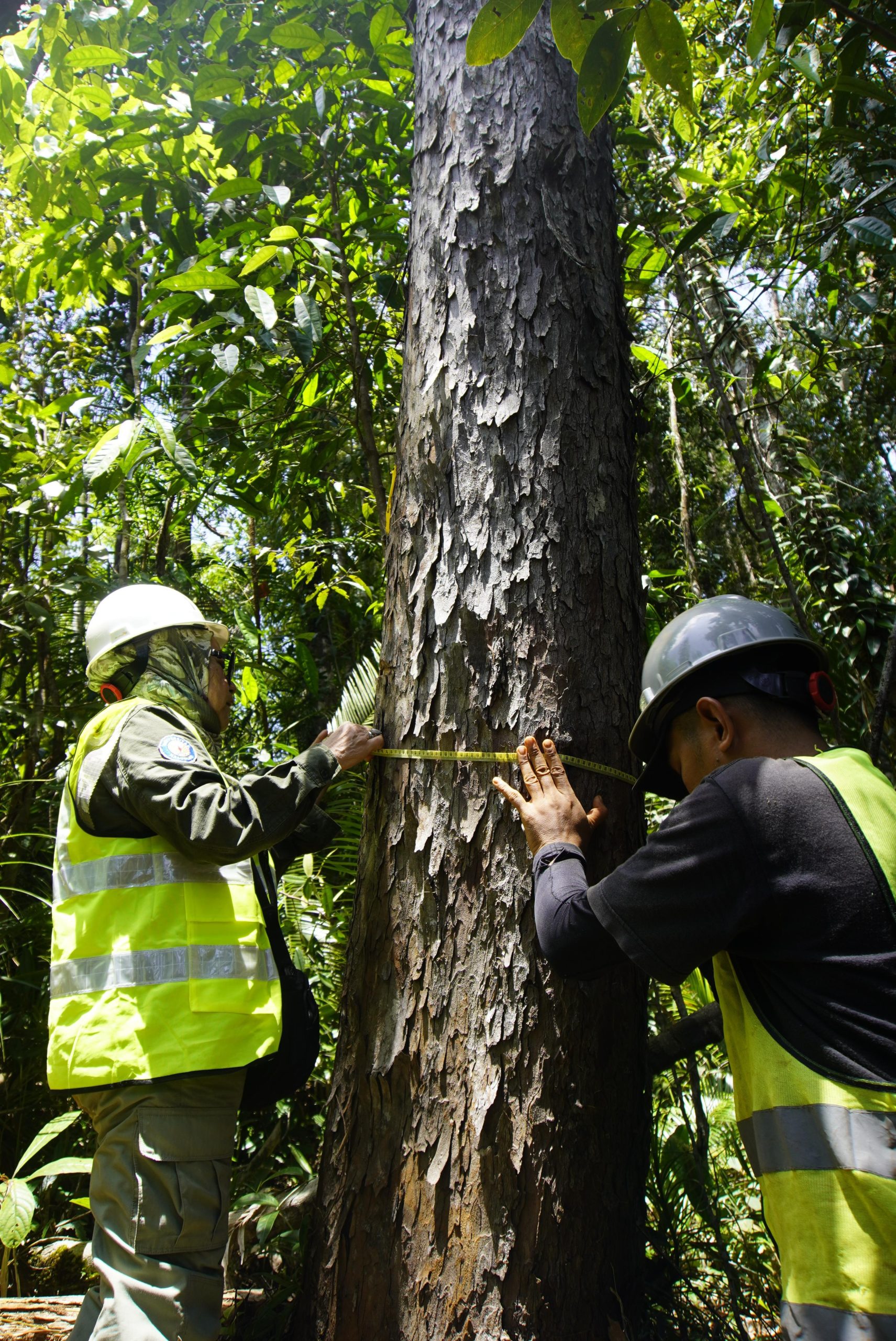 Kolaborasi Lintas Pihak, Biodiversitas Wawonii Tetap Terjaga