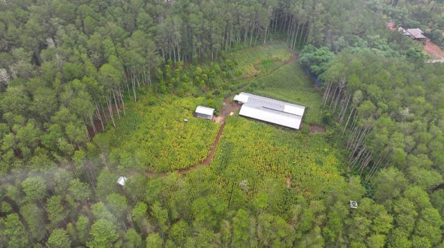 Hutan Negara di Bone Dirambah Jadi Kebun dan Peternakan Ayam