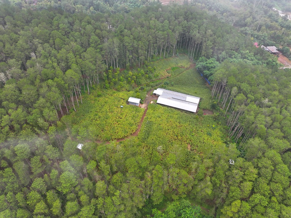 Hutan Negara di Bone Dirambah Jadi Kebun dan Peternakan Ayam
