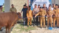 Bupati Wakatobi Serahkan Sapi Kurban Bantuan Presiden ke Masjid Qaryatul Bahri