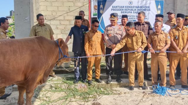 Bupati Wakatobi Serahkan Sapi Kurban Bantuan Presiden ke Masjid Qaryatul Bahri