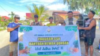 PT GKP Tebar 19 Ekor Sapi Kurban di Wawonii, Dorong Ekonomi Peternak Lokal