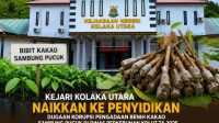 IMG-20260727-WA0070 Kejari Kolut Sidik Dugaan Korupsi Pengadaan Bibit Kakao Tahun 2025