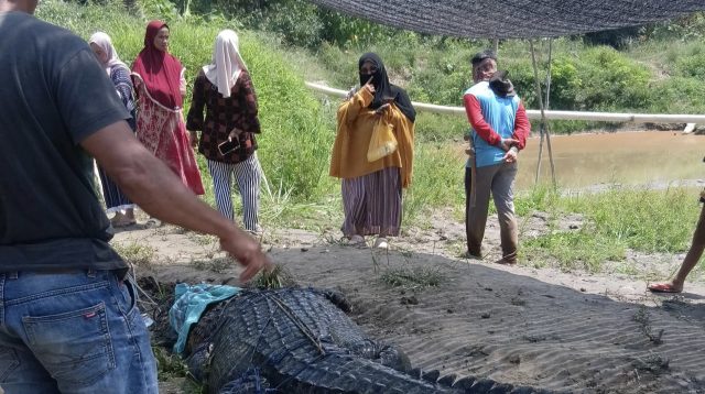Warga Koltim Tangkap Buaya Sepanjang 7 Meter di Sungai Ladongi