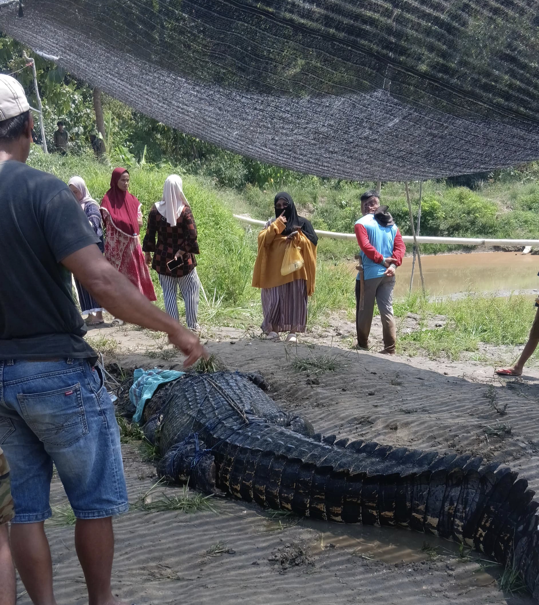 Warga Koltim Tangkap Buaya Sepanjang 7 Meter di Sungai Ladongi