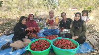 5703ef6b-cf57-4be1-997d-a1fd9fe2c8ac_20261023_5751627497193042771 Berkat Pendampingan ANTAM, Petani di Mowundo Panen 110 Kilogram Cabai